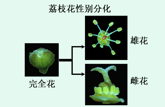 研究方向