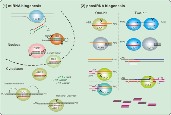 Fig1_BiogenesisOfmiRNAandPhasiRNAs-xiao.jpg