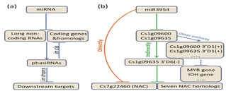 <a href='/2019/1130/c8788a209712/page.htm' target='_blank' title='课题组博士后刘元龙在the plant journal 发文揭示miR3954对柑橘花期的重要作用'>课题组博士后刘元龙在the plant journal 发文揭示miR3954对柑橘...</a>