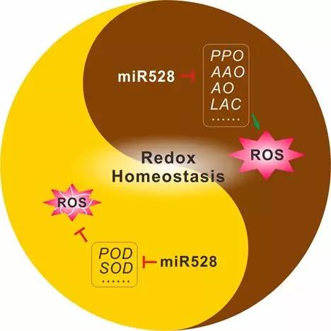 <a href='/2019/1130/c8788a209723/page.htm' target='_blank' title='又是它！miR528——单子叶植物ROS代谢平衡中的关键调控因子'>又是它！miR528——单子叶植物ROS代谢平衡中的关键调控因子</a>