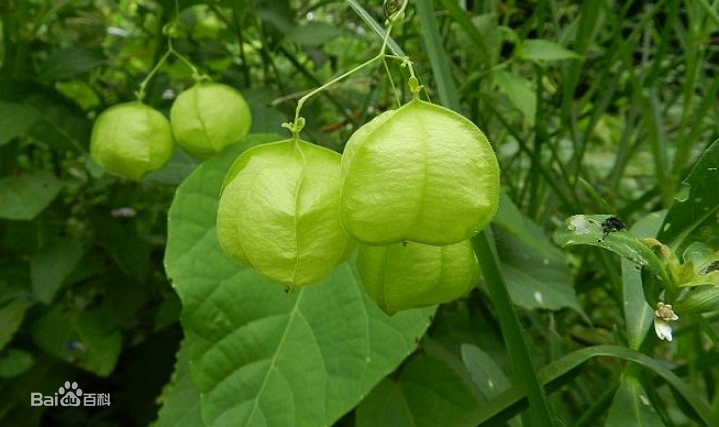 <a href='/2025/1126/c8788a423188/page.htm' target='_blank' title='Plant Science | 从形态学和组织细胞学分析荔枝花性分化过程'>Plant Science | 从形态学和组织细胞学分析荔枝花性分化过程</a>