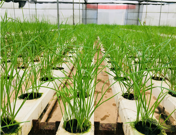 1559614146478943.jpg 用图5.jpg