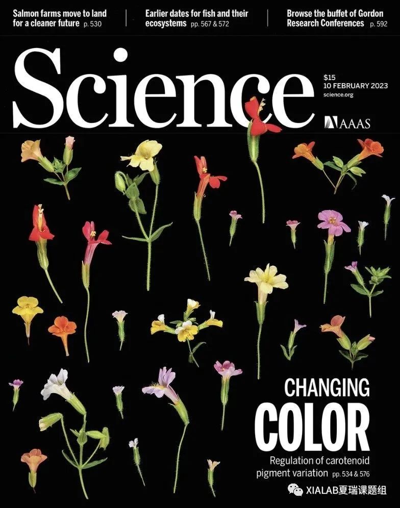 <a href='/2023/0215/c8788a335858/page.htm' target='_blank' title='[Science封面故事]新进化出的单个非编码的phased siRNA位点决定物种形成'>[Science封面故事]新进化出的单个非编码的phased siRNA位点决定...</a>